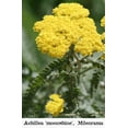 thumbnail image 1 of 3 Moonshine Achillea in a 4 inch pot, 1 of 2