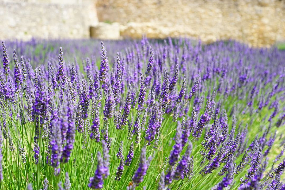 3 Munstead Lavender Plants in 4 Inch Pots. Do not order in Extreme hot or  cold. It does not like to travel in extreme temps. - Walmart.com