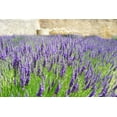 thumbnail image 1 of 3 Munstead Lavender Plants in 4 Inch Pots. Do not order in Extreme hot or cold. It does not like to travel in extreme temps., 1 of 3