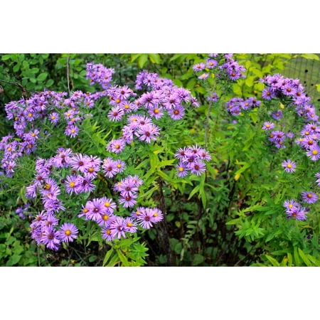 New England Aster Live Plants Bare-Root (3 Count), Perennial, Flowers