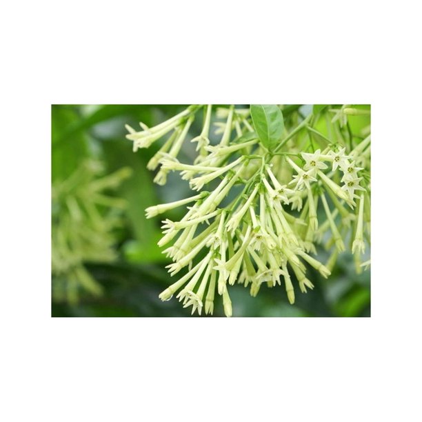 3 Night Blooming Jasmine Plants Live, 5 Inches to 6 Inches Tall, Live