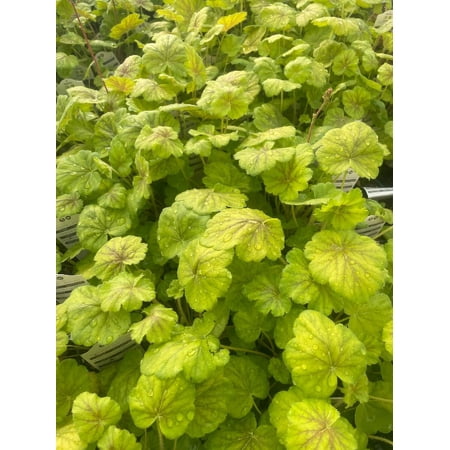 3 Northern Exposure Sierra Heuchera in 3.5 inch Pot