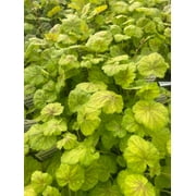 3 Northern Exposure Sierra Heuchera in 3.5 inch Pot