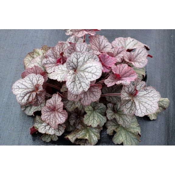 3 Northern Exposure Silver Heuchera in 3.5" Pots