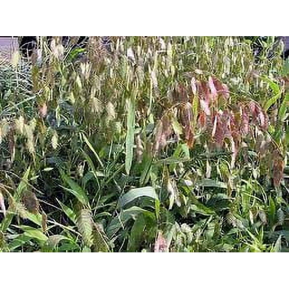 3 Northern Sea Oats Grass Chasmanthium Latifolium in 4" Pots
