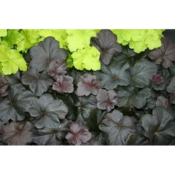 3 Obsidian Heuchera in 4 Inch Cups. Three Four Inch Cups with is Plant in Each Cup. Great Starter Plants!