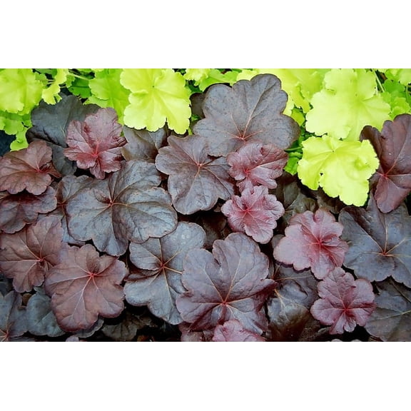 3 Obsidian Heuchera in 4 inch Size Containers/coral Bells