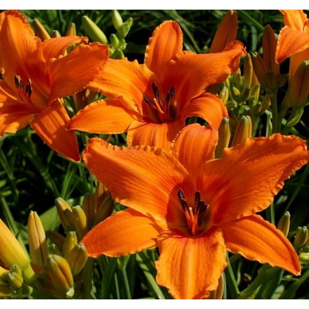 3 Orange Day Lilly Bulbs for Planting, Wild Daylilies Fans Systems, Reblooming Daylilly Roots Hemerocallis Hardy Perennial