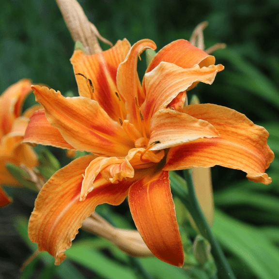 3 Orange Double Bloom Daylily Bare Root Plants, Hardy Perennial Daylilies Plants