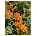 3 Orange Lantana Camara FlowersNatural Mosquito Repellant Garden