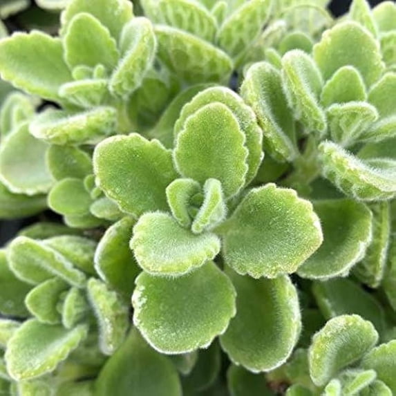 3 Organic Cuban Oregano Live plant, Oregano Brujo Plant, Tropical Herb Live Plant, Organic Spanish Thyme, Easy to Root