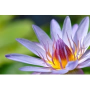 3 Organic Mixed Colors LOTUS Nelumbo Pond Water Lily Lilypad Blue Red Flower Large Seeds