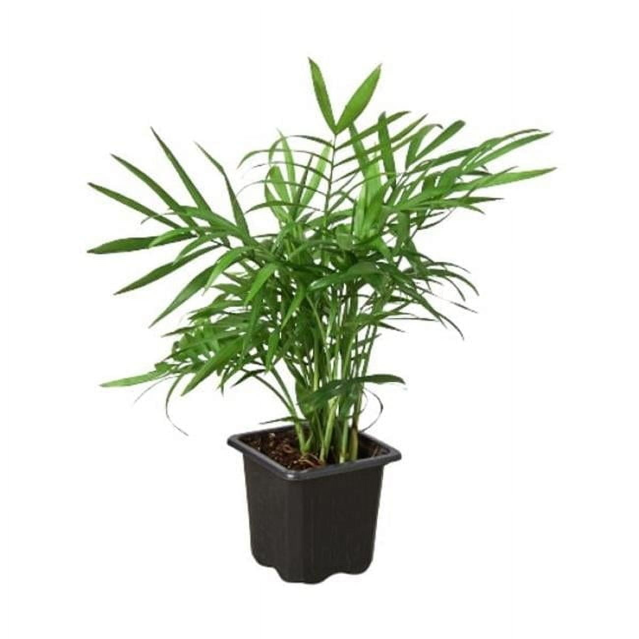 Compact Green Chamaedorea Elegans Parlor Palm in Black Pot