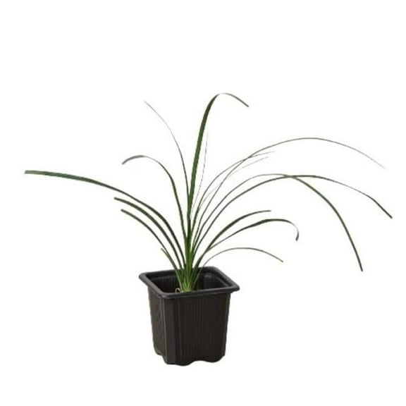 3-PALM-PONYTAIL 3 in. Palm Ponytail Pot