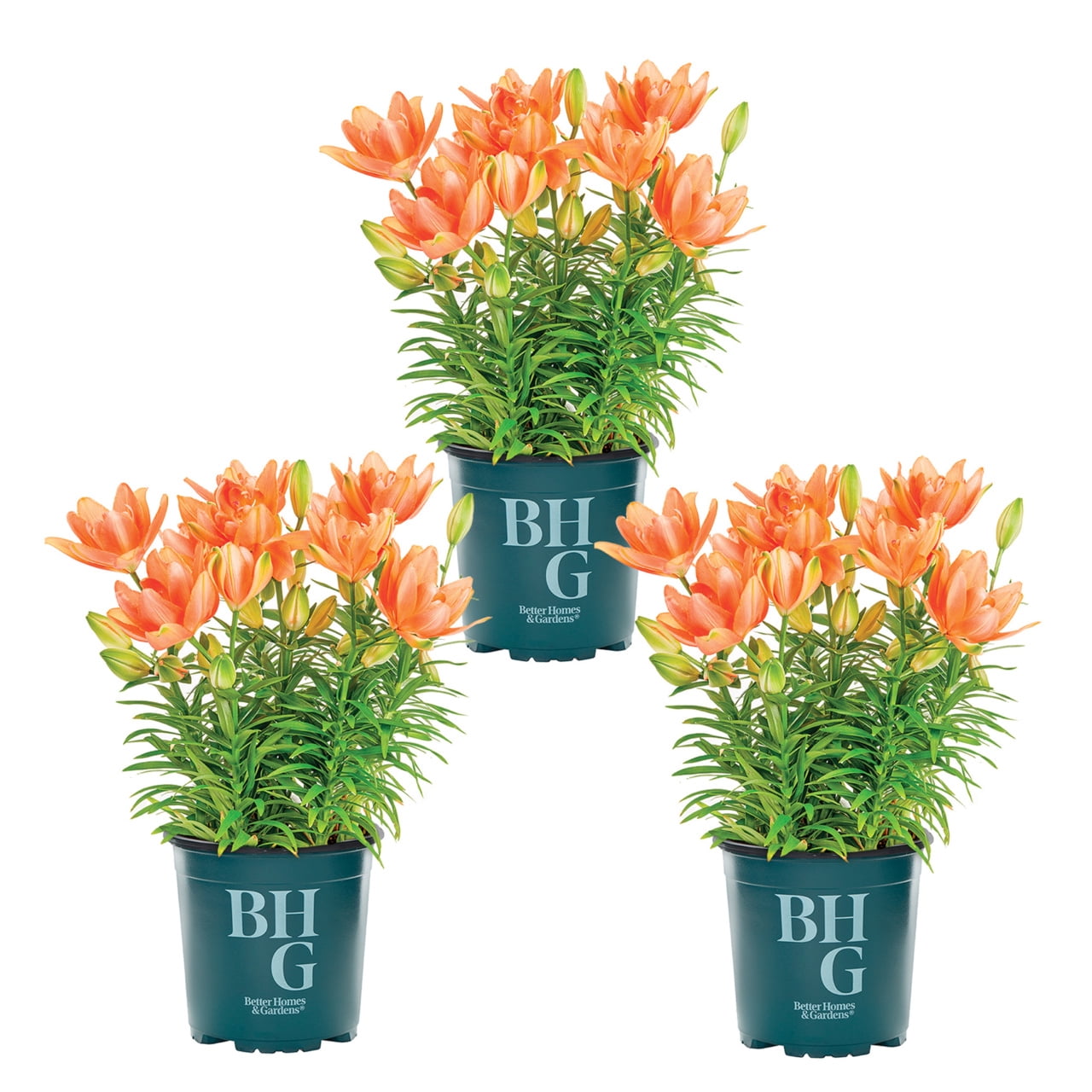 3-PK Better Homes & Gardens 2QT Asiatic Lilies Tiny Double Dutch Orange Live Plant Grower Pot Full Sun