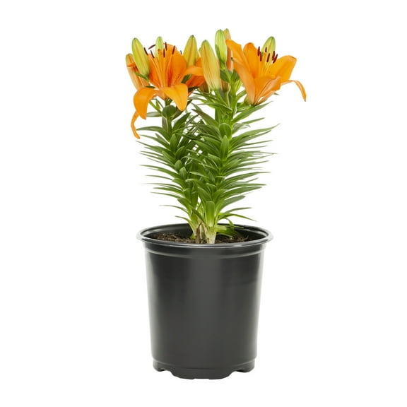 3-PK Expert Gardener 2.5QT Orange Asiatic Lilies Perennial Plant Sun