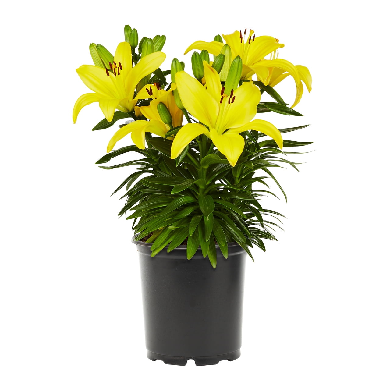 Expert Gardener Asiatic Lily Live Perennial Plant, Yellow, 3-Pack
