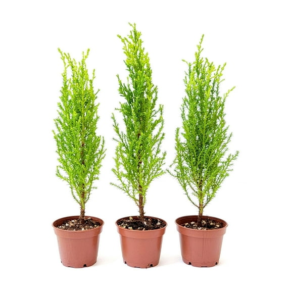 3-PK 2.5-inch Pot Live Dwarf Lemon Cypress, Cupressus macrocarpa ‘Goldcrest Wilma,’ Live Indoor Tree, Houseplant, Garden Plant, Fragrant Plant