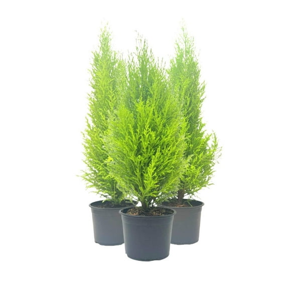 3-PK Live Dwarf Lemon Cypress, Cupressus macrocarpa Goldcrest Wilma, Live Indoor Tree, Houseplant, Garden Plant, Fragrant Plant, 6.0-in Pot(s)