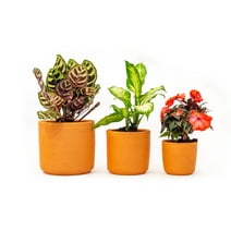 3 Pack (8-in - 6-in - 5-in) Terracotta Classic Plant Pots -  Natural Clay Set by Artesano Home Decor