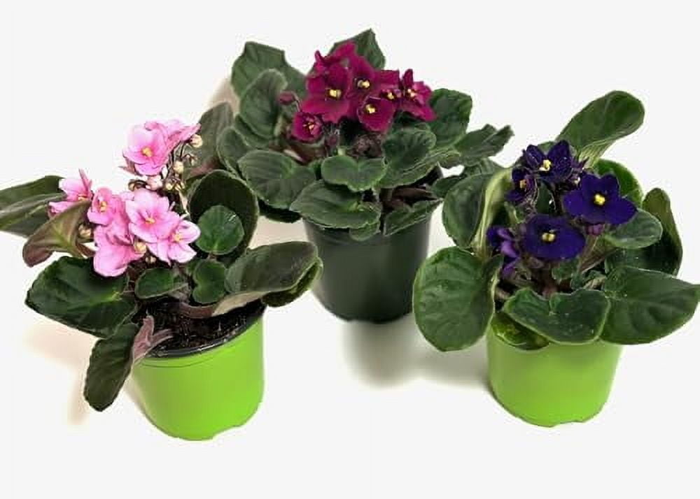LA COSTA PLANTS LLC 3-Count African Violets (Saintpaulia) in 4-Inch Pot, Assorted Colors