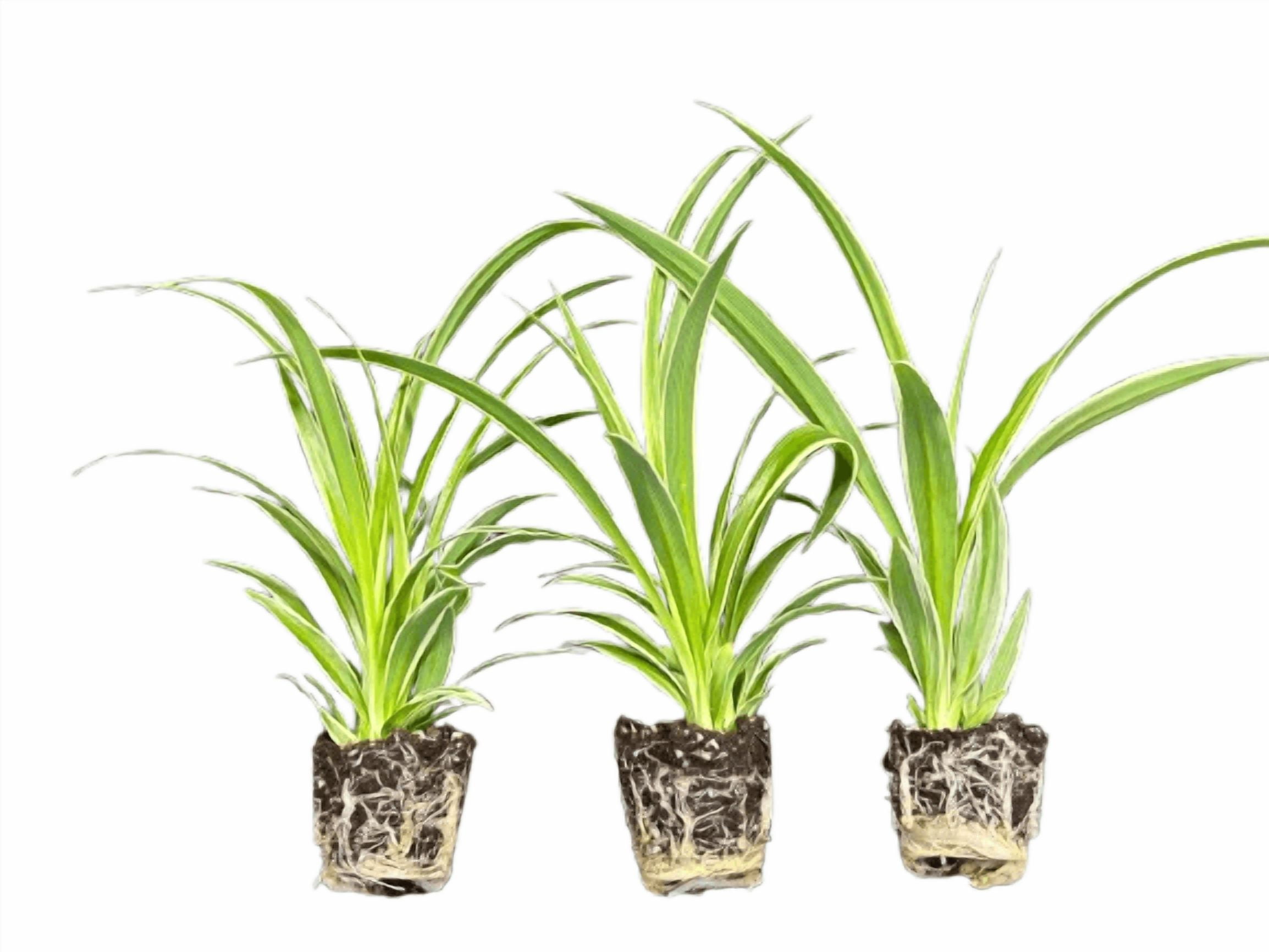 3 Pack Airplane Spider Plant - Live Indoor Houseplant | Air-Purifying, Low Maintenance, Thrives in Home & Office | Live Plants Indoor, Variegated Houseplant