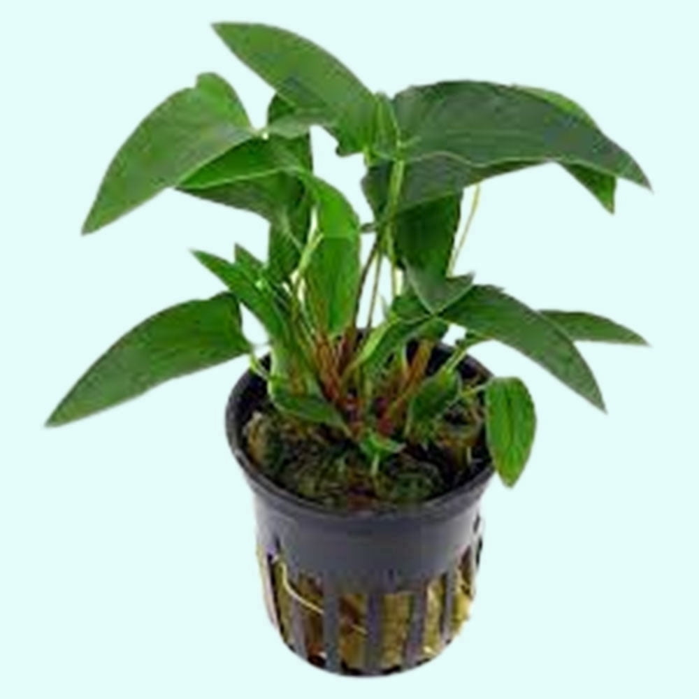 Anubias Barteri (Gracilis) Size: 3 Pack, Material: Potted Live Aquarium Plants BUY 2 GET 1 FREE