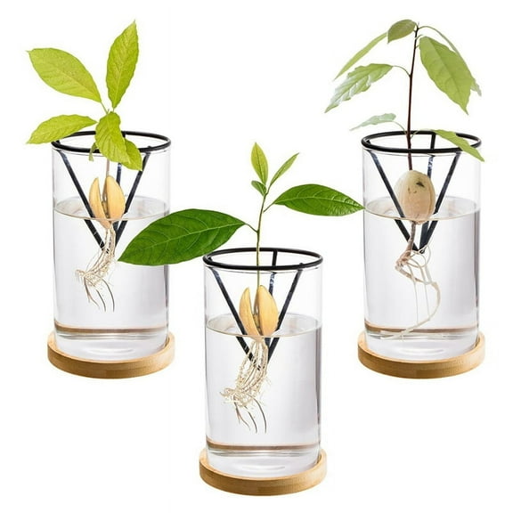 3 Pack Avocado Tree Growing Kits, Glass Avocado Seed Vase with Triangle Bracket and Bamboo Base, Sprouting Plant Pot