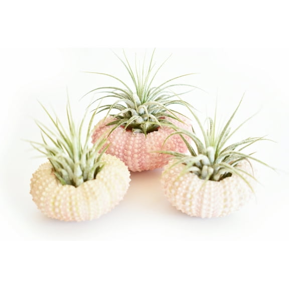 3 Pack -  Beautiful Air Plant w. Pink Sea Urchin Nautical Gift Beach Wedding Decor Set