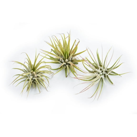 3-Pack Beautiful Little Airplant Tillandsia Ionantha Guatemala - Quality Air Plant 2 inches