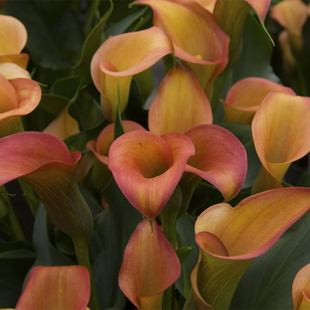 2 Pack - 'Flame' Calla Lily Bulbs - Size 14/16cm - Gift Packaged with ...