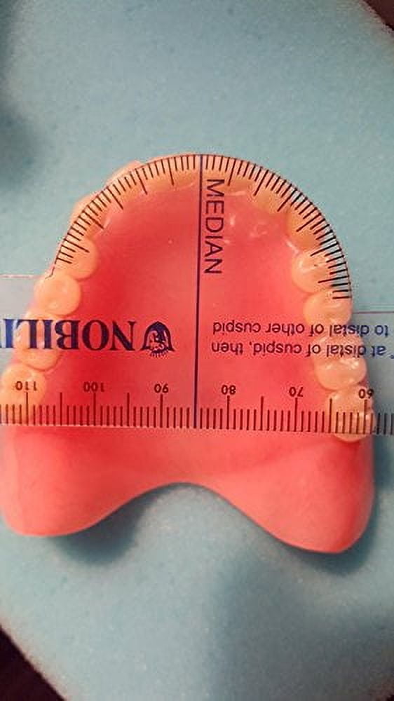3 Pack Flexible Ruler Dentsply Denture Trubyte Millimeter Dental Lab ...