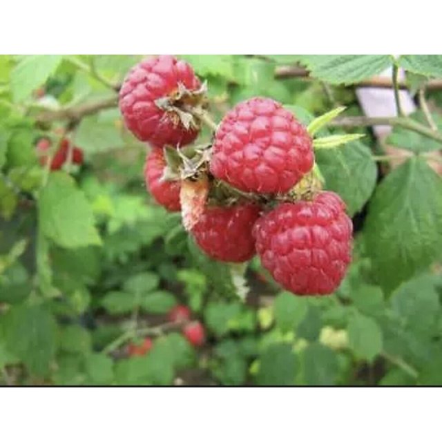 3 Pack Glencoe Thornless Raspberry Plants Live Plant Fruit Garden