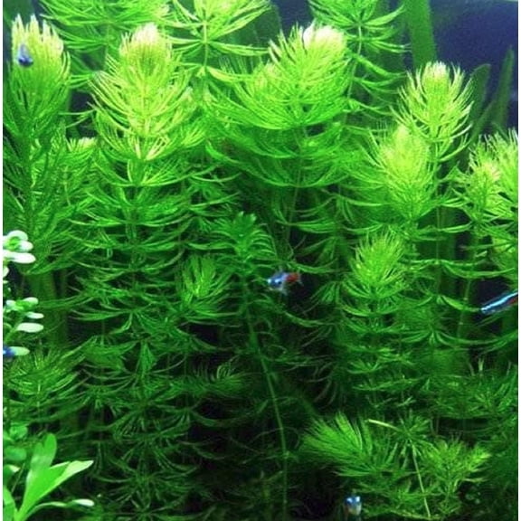 3 Pack Hornwort Bundle Live Aquarium Plants