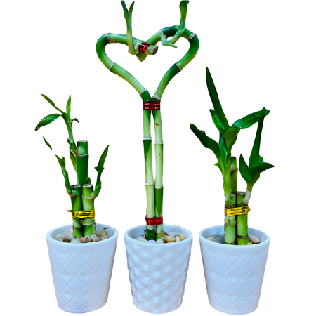 3 Pack Live Lucky Bamboo Heart Shape in Ceramic Vases