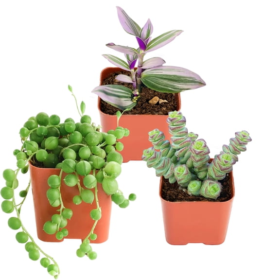 3 Pack Mini Succulents Plant Live Tradescantia Nanouk & String of Pearls Style Succulent in 2" Pot String of Buttons Succulents Small Potted succulents plants live , Indoor Lives Houseplants