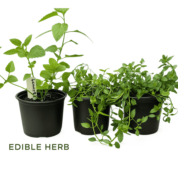 3-Pack Mint Collection – Chocolate Mint, Lemon Balm & Peppermint – Live Herb Plants