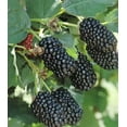 3 Pack Ponca Thornless Blackberry Plant. THE BEST