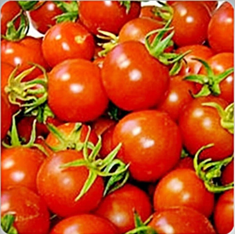 (3Pack) Red Cherry, Tomato