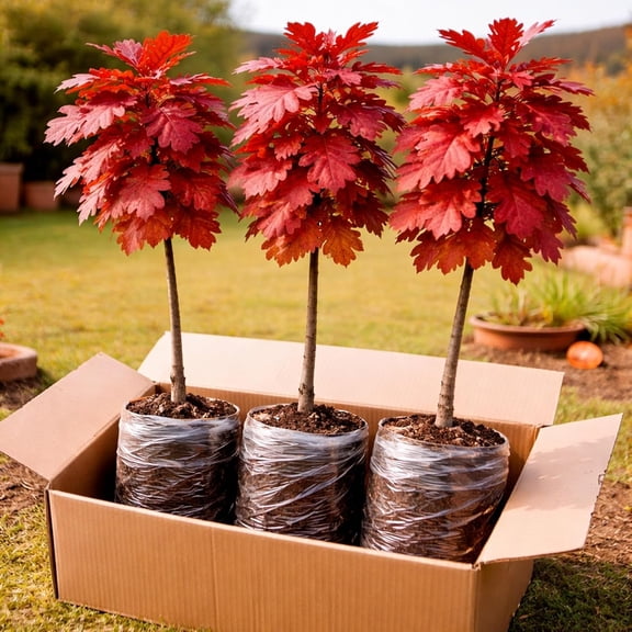 3 Pack Red Oak Trees (Quercus rubra) Live Fast Growing Shade Trees, Vibrant Red Fall Foliage, Hardy Landscape Trees for Yard & Garden