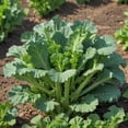 thumbnail image 1 of 3 Pack – Spring Rapini Broccoli Raab, Non-GMO Heirloom Vegetable Garden Seeds (1g Per Pack, Approx. 960 Seeds Total), 1 of 5