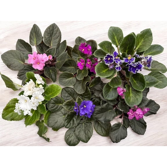 3-Pack Violets in Pot, Assorted Colors, Beautiful Violets, Home Decor, Office Decor