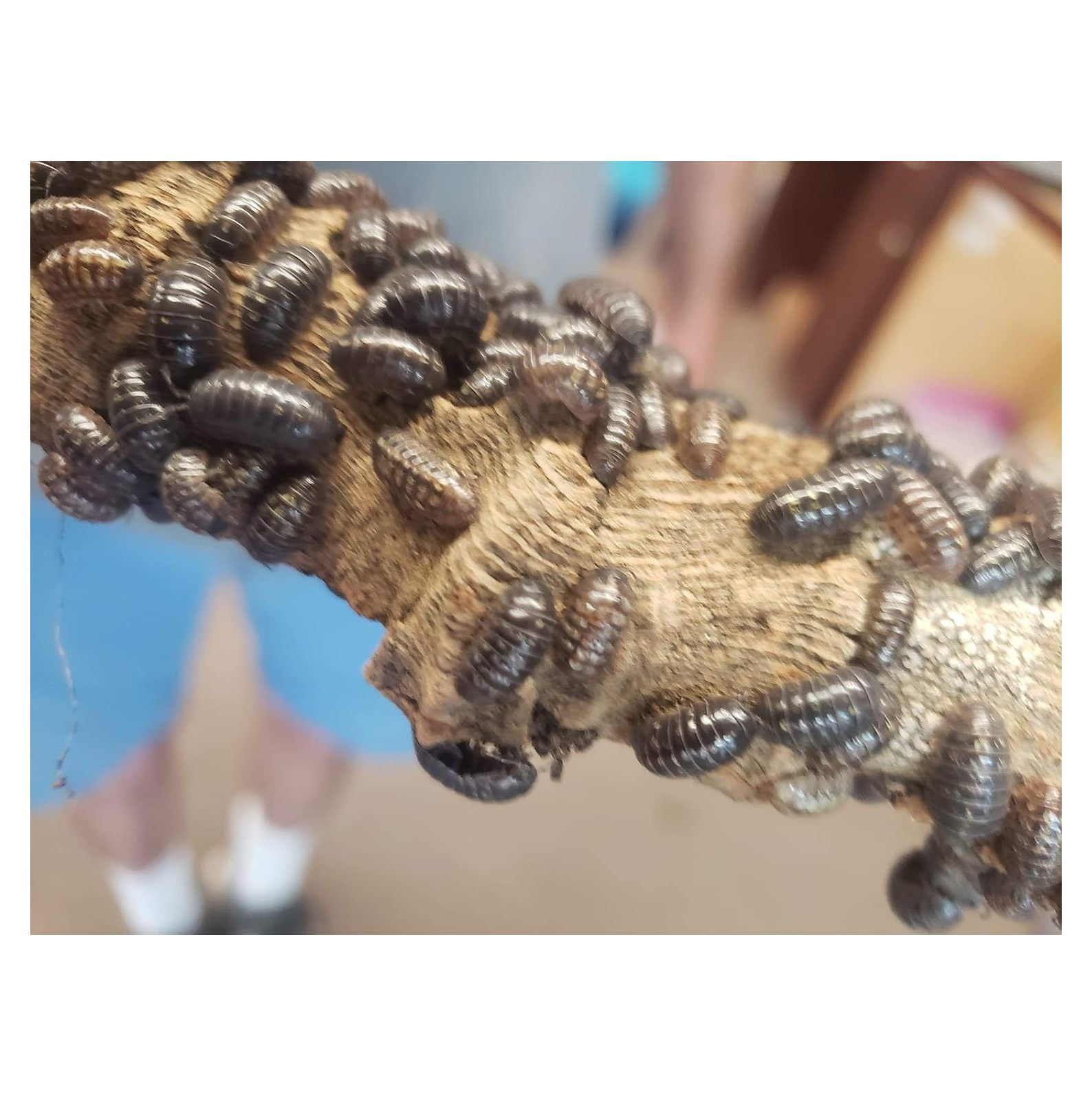 3 Pack of Isopods, 20 Powder Blue, 10 Powder Orange, and 20 Roly