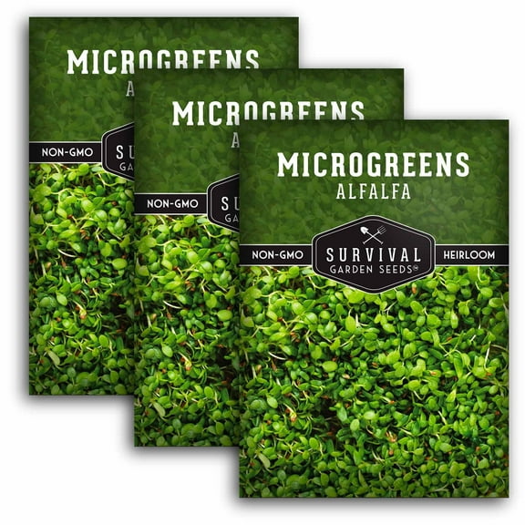 3 Packs Alfalfa Microgreens Seeds - Heirloom Annual Vegetable Full Sun