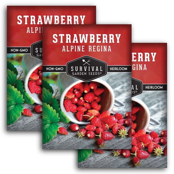 Alpine Regina Strawberry Seeds - Heirloom Perennial Full Sun Fruit - 3 Packs