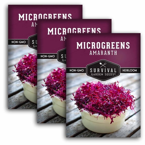 Amaranth Microgreens Sprouting Seeds - Partial Sun Vegetable - 2 Packs