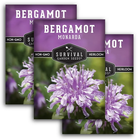 3 Packs Bergamot (Bee Balm) Seeds - Non-GMO Heirloom Full Sun Perennial Flower
