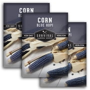 3 Packs Blue Hopi Corn Seeds - Heritage Blue Maize - Annual Full Sun
