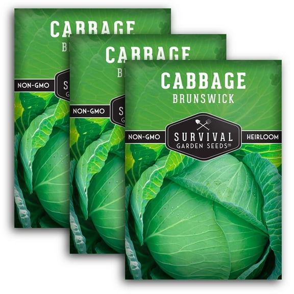 3 packs Brunswick Cabbage Seed - Non-GMO Heirloom Full Sun Biennial Vegetable