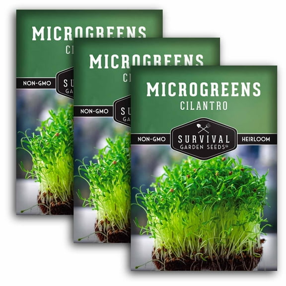 3 Packs Cilantro Microgreens Seeds for Sprouting - Non-GMO Heirloom Annual Full Sun Herb